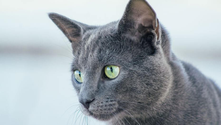 Russian blue fashion cat kitten